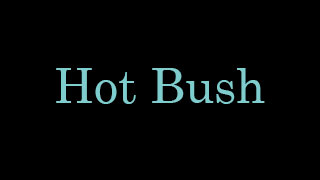Hot Bush
